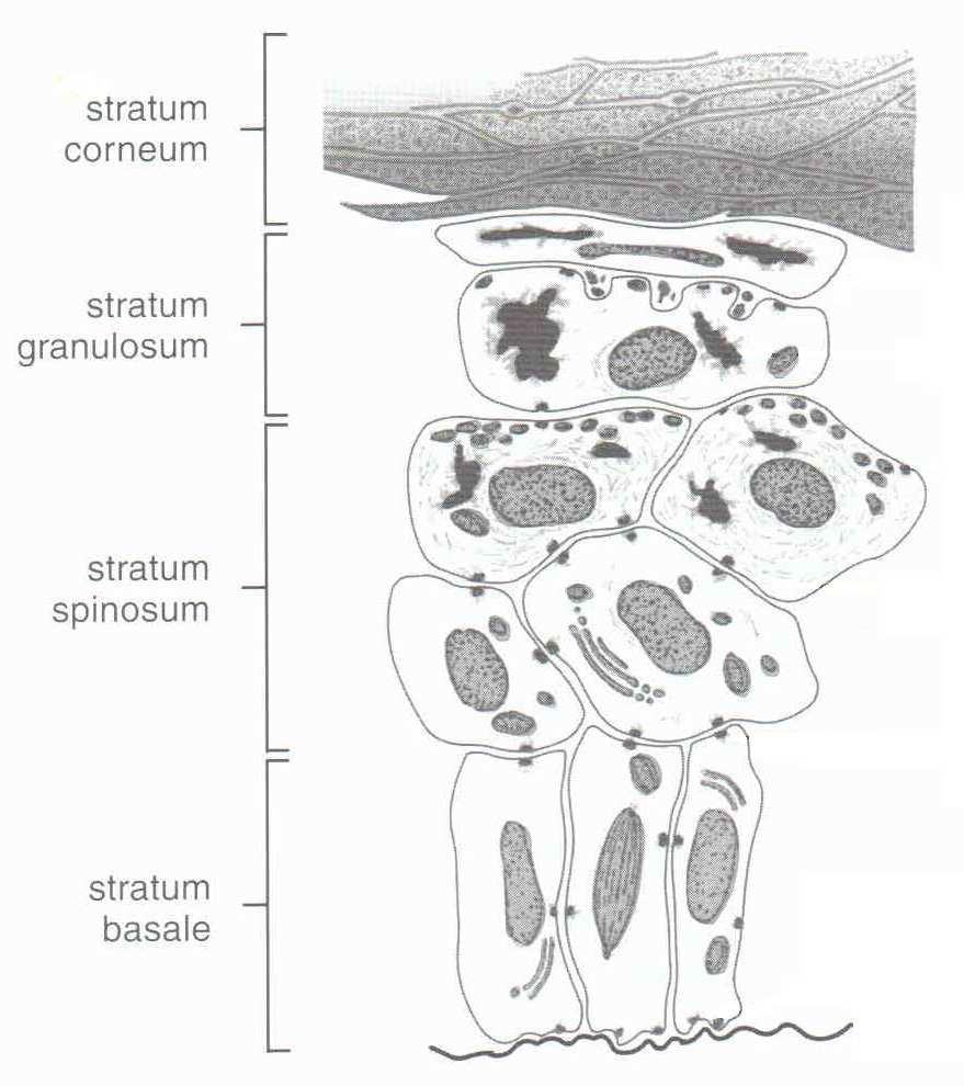 Obrázek č. 2 Epidermis 2 Nejsvrchnější vrstvou kůže je stratum corneum (SC). Tato vrstva vzniká v konečném stádiu diferenciace epidermálních buněk a je zodpovědná za bariérovou funkci kůže 5.