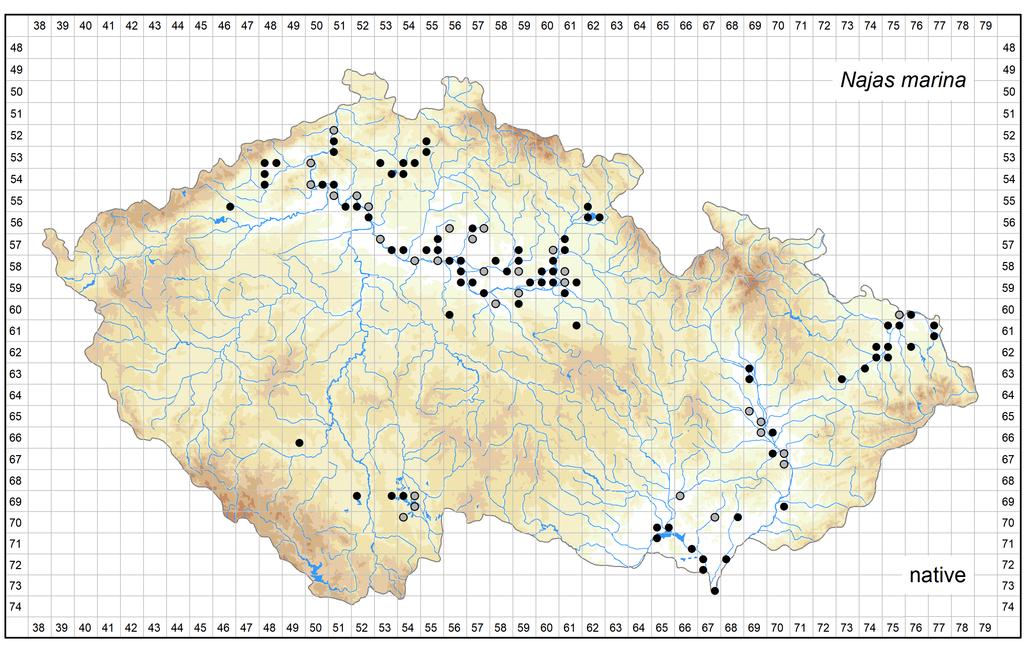 Distribution of Najas marina in the Czech Republic Author of the map: Zdeněk Kaplan Map produced on: 26-10-2018 Database records used for producing the distribution map of Najas marina published in