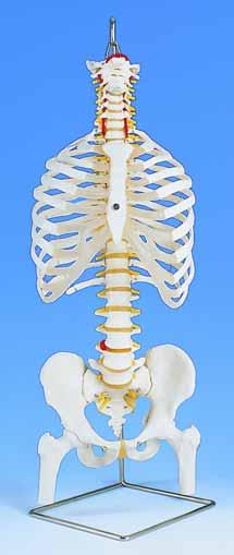 AM110-0106 Klasický model ohebné páteře s hrudníkem a pánví znázorněno propojení žeber a páteře.
