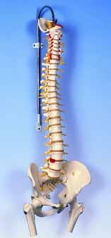 74 AM110-0109 Klasický model páteře AM110-0108 s pohyblivými kyčelními klouby; stojan není