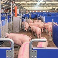 Toto vysoce výkonné zařízení potrubního krmení se dodává jako DR850 s dopravním výkonem 850 kg/hod nebo jako DR 1500 s cca 1500 kg/h.