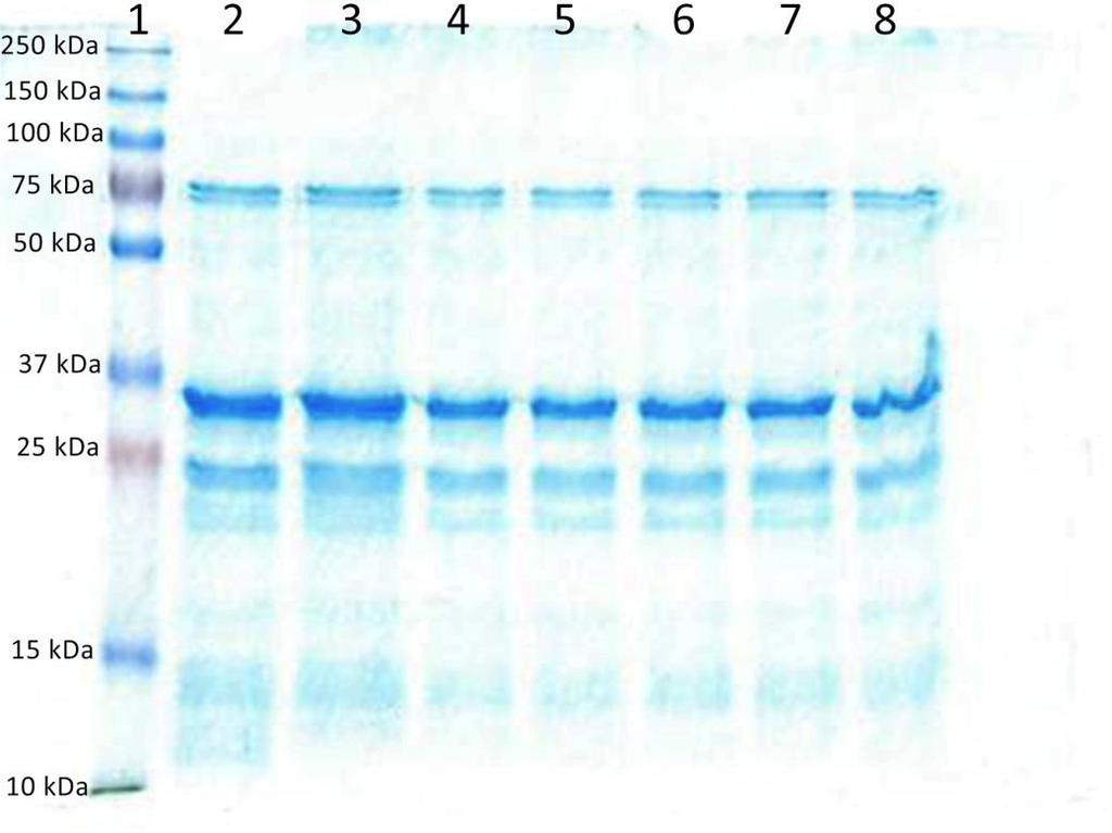 Obrázek č. 8: Struktury lipofilních derivátů muramyl dipeptidu MT02, MT03, MT05, MT06 a MT07 (převzato z Turánek Knötigová et al., 2015) Obrázek č.