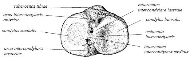 laterálního kondylu. Anteriorně pod kondyly se nalézá drsnatina, tuberositas tibiae, pro úpon ligamentum patellae (White a Folkens, 2005; Čihák, 2011).