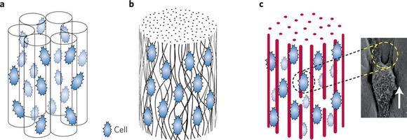 Textilní výroba scaffoldů Elektrostatické zvlákňování orientovaná vlákna http://www.nature.