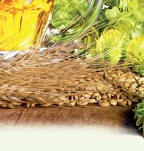 Obsahuje sacharidy, bílkoviny, hořké látky z chmele, polyfenolické sloučeniny, vitamíny a minerální látky. Pivo je vhodný nápoj pro utišení žízně.