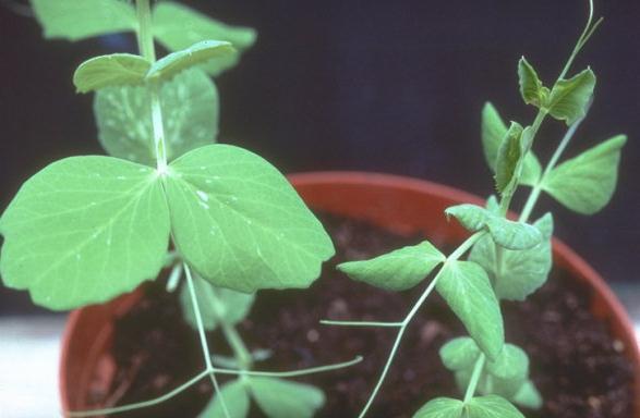 Obr. 4: Porovnání zdravé rostliny hrachu (vlevo) a rostliny vykazující příznaky infekce PSbMV svinutka listů (vpravo). Zdroj: http://www.inra.fr/hyp3/images/6034232.