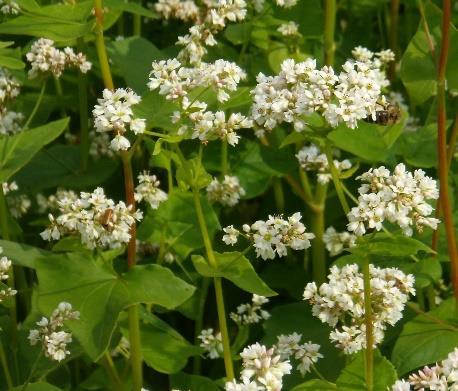 Pohanka setá Fagopyrum esculentum /L./ Moench. Pohanka setá se řadí mezi tzv. pseudoobiloviny, ale botanicky náleží do čeledi rdesnovité (Polygonaceae). Pochází z jižní Sibiře a severní Číny.