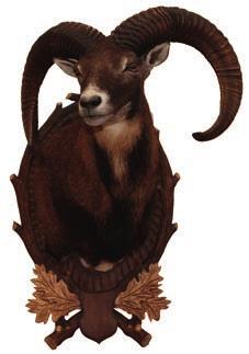 Muflon J.