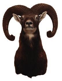 187,45 Muflon