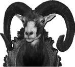 Muflon (Ovis musimon P.