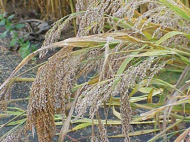 7 Rýže (Oryza sativa) Rýže (Oryza sativa) je nejrozšířenější obilovina pro přímou konzumaci, je převládající plodinou tropů a subtropů, nejvíce je pěstována v asijských a afrických zemích a částečně