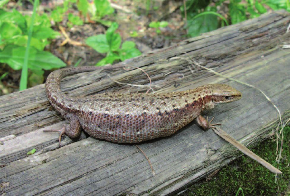 HERPETOLOGICKÉ INFORMACE