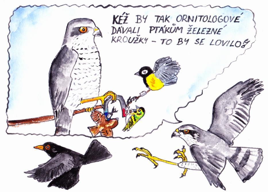 str. 8 Katka Ševčíková Publikujte v Moudivláčkovi! Pozorovali jste zajímavého opeřence? Máte nezapomenutelný zážitek z terénu nebo z exkurze? Chcete sdělit ostatním členům MOS něco neslýchaného?