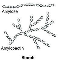 Škrob o zásoba energie rostlin o složen z molekul glukózy o směs dvou typů řetězce amylóza a