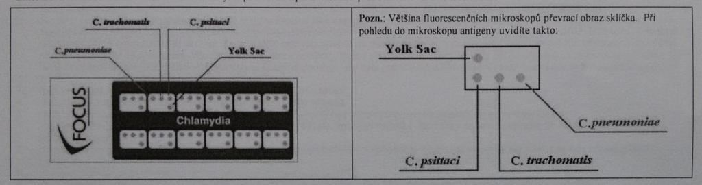 Obrázek 8: Substrátové sklíčko obsahující jamky se spoty na Chlamydia psittaci, Chlamydia trachomatis, Chlamydia pneumoniae a žloutkový váček Zdroj: Focus Diagnostics, Inc.