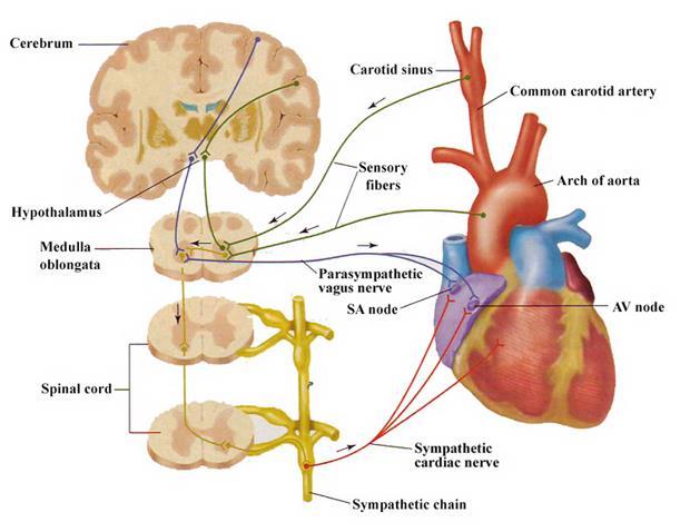 Baroreflex Funkce baroreflexu regulace rychlých změn TK pomocí změn HR a R baroreceptory sinus caroticus + aorticus, (stretch-receptory, reagují na protažení cévní stěny) aferentace: n.vagus (X), n.