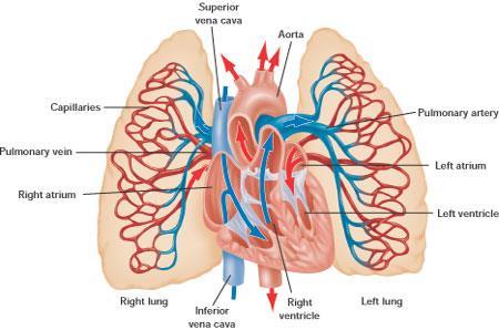 Speciální krevní oběhy - plíce průtok krve plícemi je stejný jako velkým oběhem (CO pravého a levého srdce je stejný, 5,5 l/min) tlak v plicnici