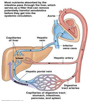 Speciální krevní oběhy - splanchnik splanchnik: střevo, žaludek, pankreas, játra, slezina dvoje kapilární větvení první větvení kapilární sítě v jednotlivých orgánech žilní krev se ze splanchniku