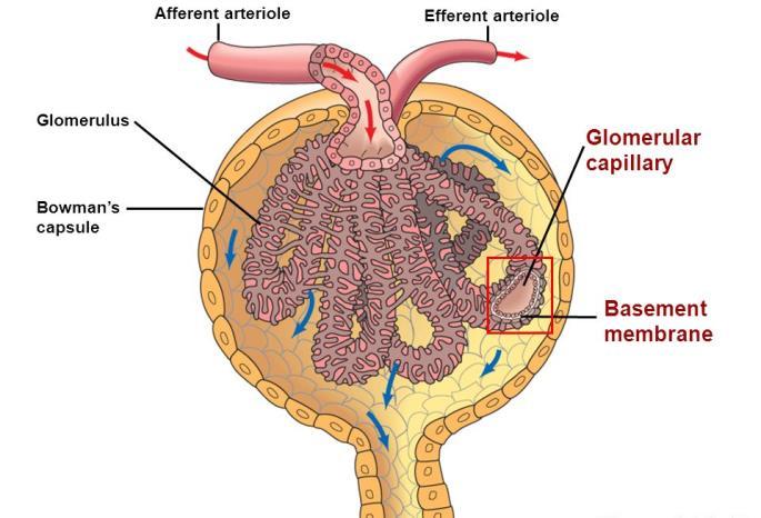 řádu (filtrace) vas eferens (arteriola) druhé větvení (vasa recta a peritubularis - resorpce).