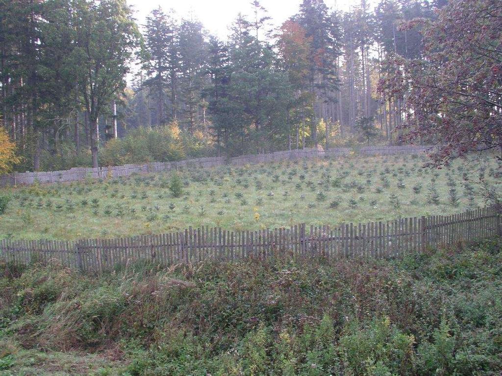 Každoročně se u nás zalesňuje c. 1.500 ha zemědělské půdy.
