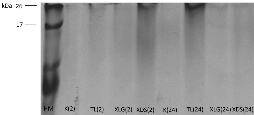 inhibitory proteáz (8 23 kda) Pruhy na gelech jsou v této oblasti u kontrol jasnější, než u jednotlivých hydrolyzátů, lze tedy usuzovat o destrukci části proteinů o této velikosti v průběhu enzymové