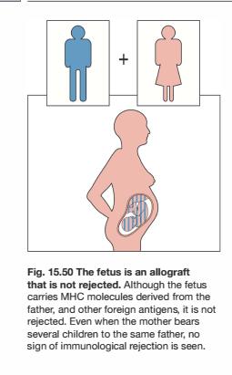 Imunologie těhotenství Oplozené vejce, pak embryo a další