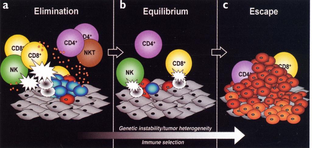 Cancer immunoedition Dunn GV, Bruce AT, Ikeda H,