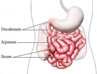 Trocha anatomie nezaškodí tenké střevo: