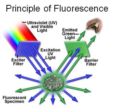 Fluorochrom molekuly schopny projít elektronovými tranzicemi Fluorofor fluorochrom konjugován k jiné molekule kovalentními vazbami nebo adsorpcí Fluorofory můžou projít několika cykly Ex/Em než dojde