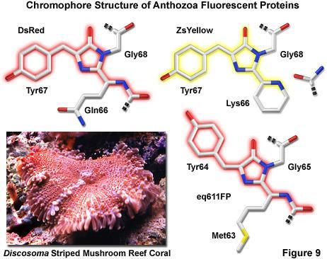 RFP red fluorescent protein (DsRed) Pochází z korálů a mořských hub rodu