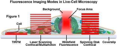 Epifluorescenční versus konfokální mikroskopie Skutečné mikroskopické objekty jsou trojrozměrné, čímž se míní, že mají konečnou tloušťku.