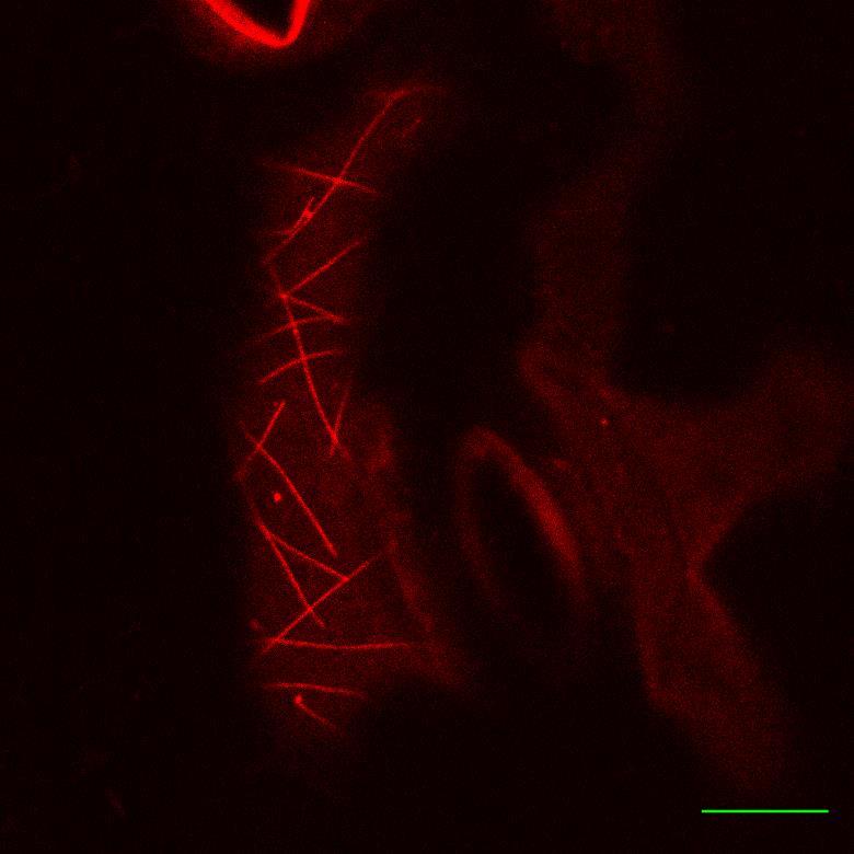 Skenovací konfokální mikroskop List Arabidopsis thaliana GFP značený membránový protein, RFP značené mikrotubuly a