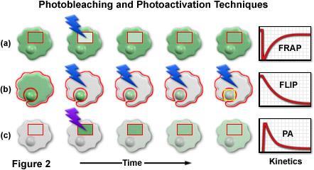 FRAP Fluorescence recovery after photobleaching obnova fluorescence po vybělení fluoroforů