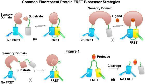 FRET - Förster (Fluorescence) resonance energy transfer transfer energie mezi dvěma chromofory, efektivita přenosu je nepřímo úměrná šesté mocnině vzdálenosti mezi donorem a akceptorem (reálná