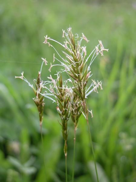 Anthoxanthum odoratum - Strání Trávy, šáchorovité i sítinovité mají mnoho společného: nejen to, že jsou to největší naše čeledi, jejichž pyl je rozšiřován větrem (anemogamie), ale mají také mimořádný