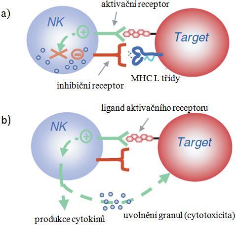 organismu, začnou vysílat signály, jeţ inhibují NK buňky a tím chrání vlastní buňky.