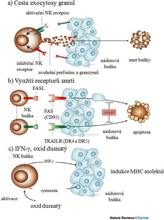 nádorové buňky a dovoluje vstup serinových proteas (granzymů). Dva nejrozšířenější granzymy (A a B) byly pouţity v zprostředkované apoptóze cílových buněk cestou závislou i nezávislou na kaspasach.