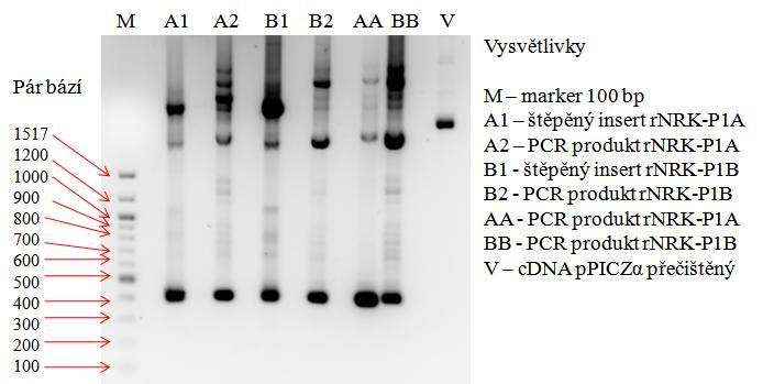sekvence obou primerů pro protein rnkr-p1a. Sekvence primerů jsou téţ uvedené v seznamu pouţitého materiálu (str.45). Obr.