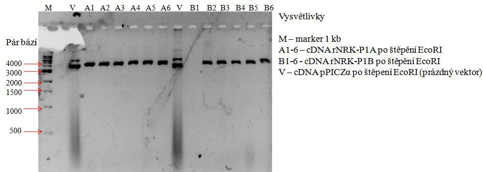 Obr. 18: Restrikční kontrola ligačních produktů: Výsledek agarosové elektroforesy v 1% gelu se vzorky cdna z minipreparativní isolace po provedení ligace insertů rnkr- P1A a B do vektoru ppiczα.
