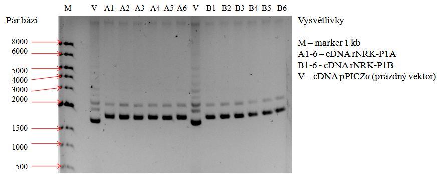 19: Ligační produkty po minipreparativní isolaci DNA neštěpené restričním enzymem EcoRI: Výsledek agarosové elektroforesy v 0,6% gelu se vzorky cdna z minipreparativní isolace po provedení ligace