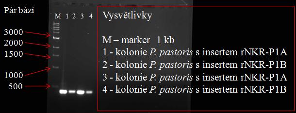 18. Selekce pozitivního klonu pro produkci proteinů rnkr-p1 Po úšpěšné přípravě expresního vektoru ppiczα s vloţeným insertem (rnkr-p1a nebo rnkr-p1b) byl tento vektor linearizován enzymem SacI a