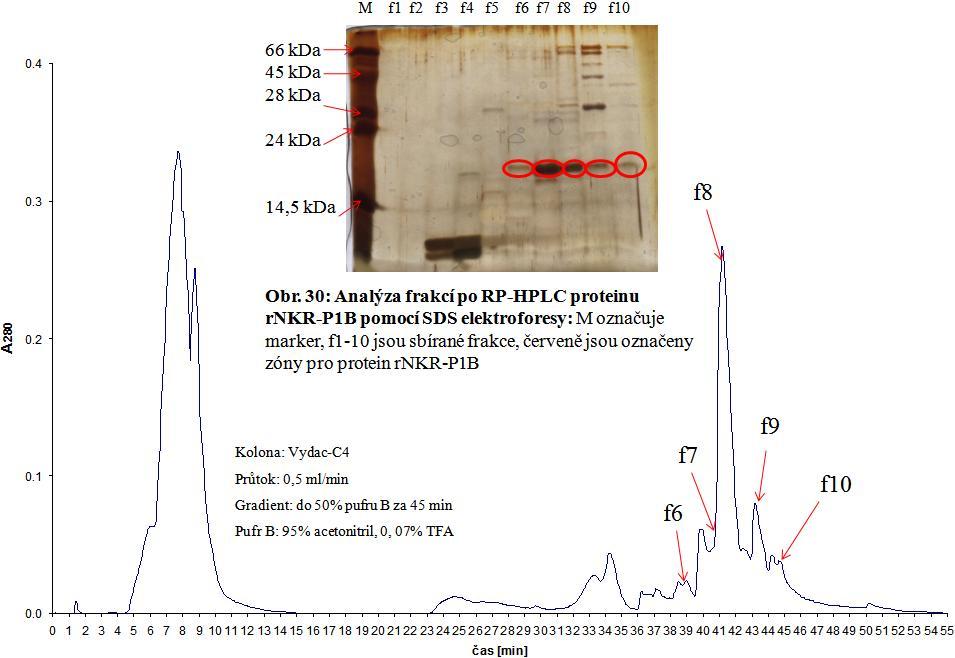 Průběh chromatografií s reversní fází pro proteiny rnkr-p1a, resp. rnkr-p1b jsou na obr. 27, resp. obr. 29.