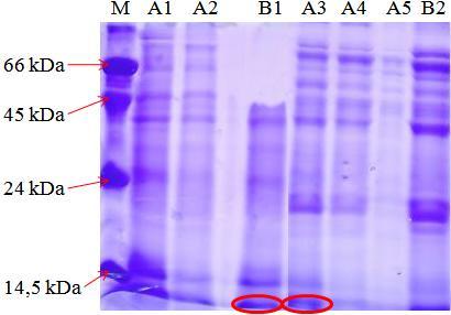 protein rnkr-p1b. Stanovení koncentrace proběhlo metodou dle Bradfordové, kde podrobnější postup je popsán v metodické části diplomové práce. 22.