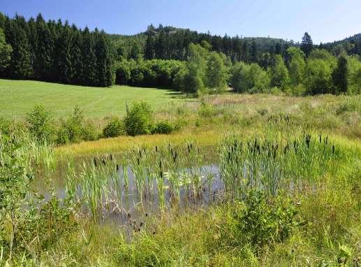 koryta) a zvýšení její retenční schopnosti (umožnění rozlivů, zadržení vody a její pozvolné vsakování).