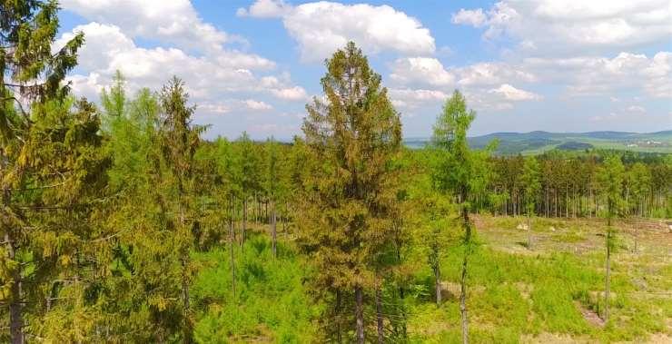 LČR vnímají klimatickou změnu v souvislostech a vážně Máme s ní vlastní zkušenost Foto z letošního června na Lesní správě Bruntál Velkoplošné holiny přecházejí do rozvolněných
