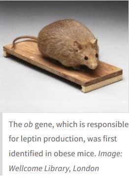Heritabilita komplexně založených chorob v postgenomické éře Obesity is one of the strongest genetically influenced traits that we have, O'Rahilly.