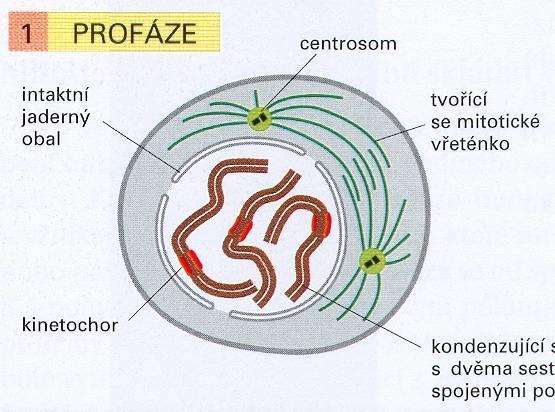 Mitóza
