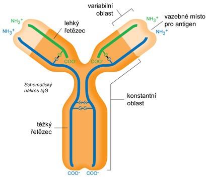 Protilátky imunoglobuliny schopné specificky se vázat na antigen tvořeny