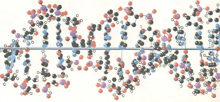 DNA