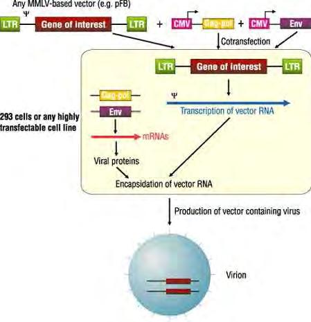 Virové vektory LTR Gag,pol,env